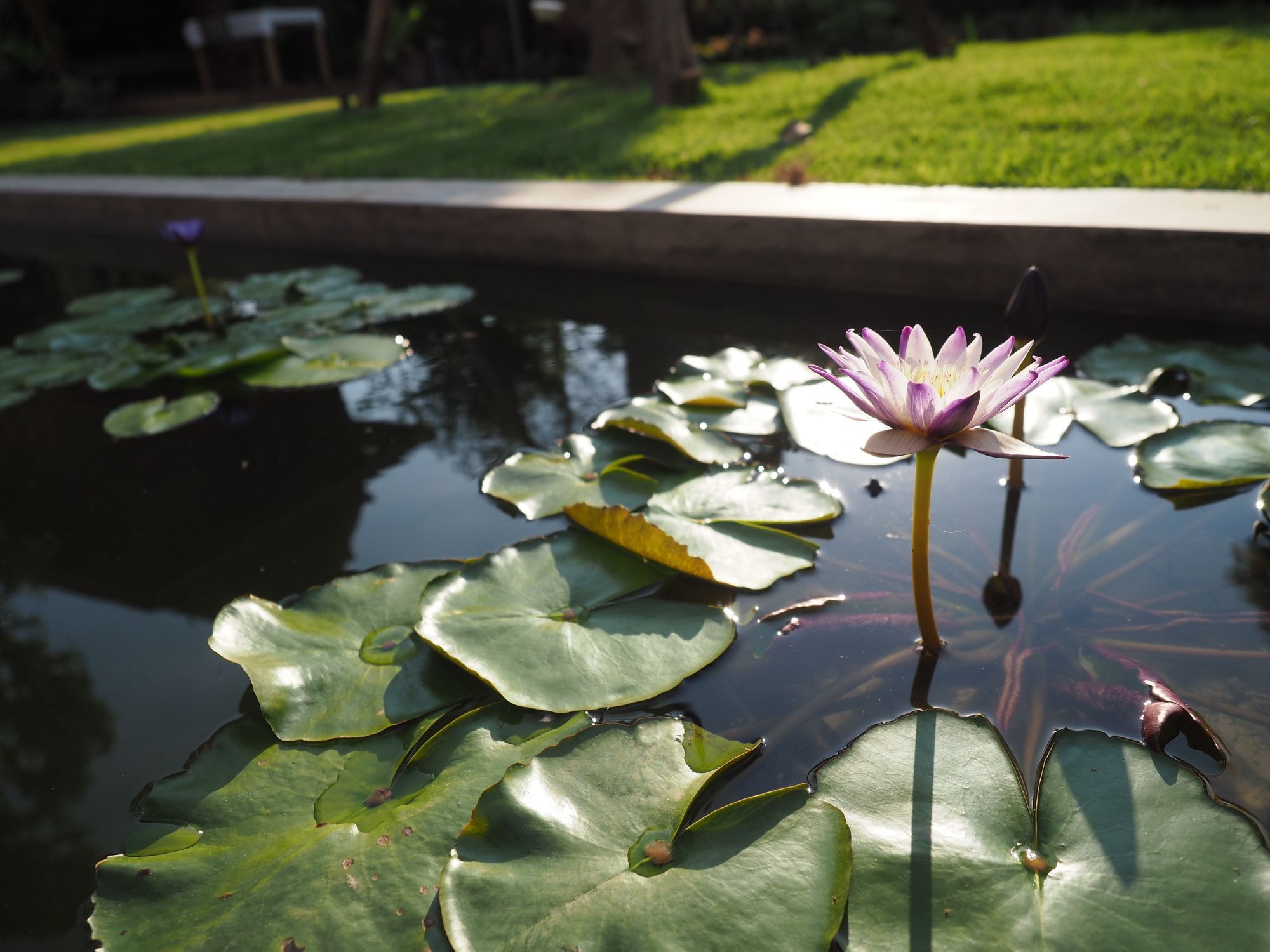 Amata Lanna Village อมตะล้านนาวิลเลจ Chiang Mai Exteriör bild